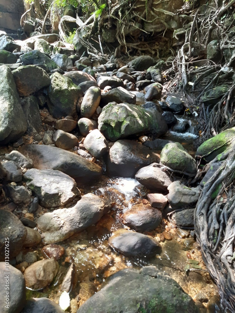 Obraz premium stream in the forest