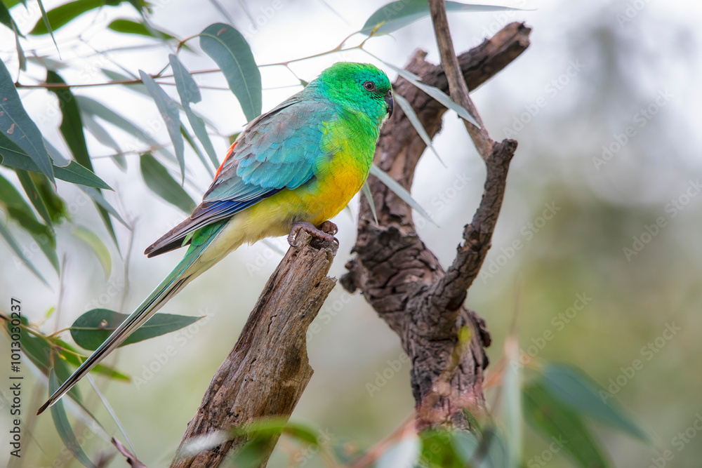 Red-rumped Parrot (Psephotus haematonotus) Red-rumped Parrot (Psephotus haematonotus)