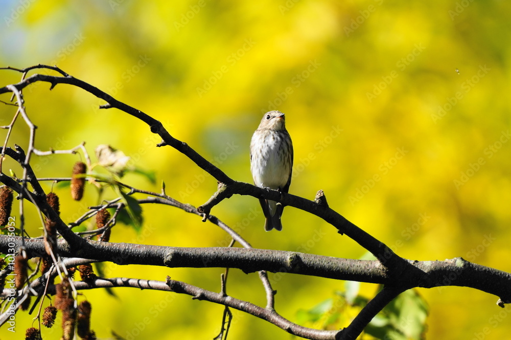 枝に止まるエゾビタキ