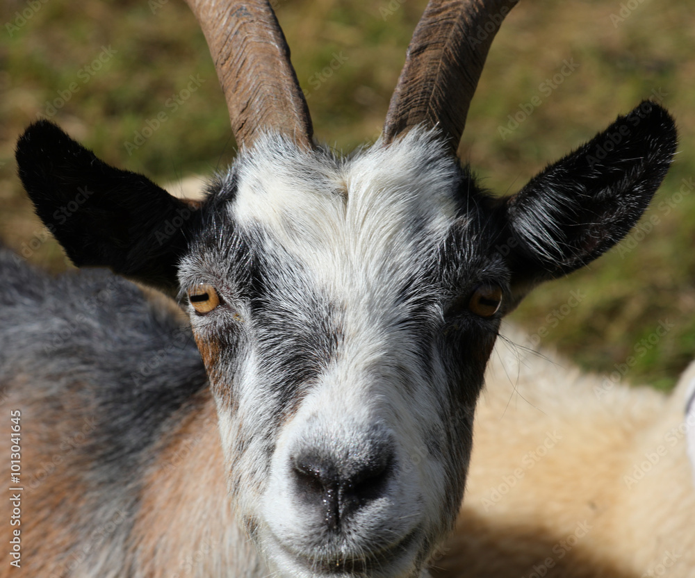 young goat with big yellow and black eyes long floppy ears and two horns young goat with big yellow and black eyes long floppy ears and two horns