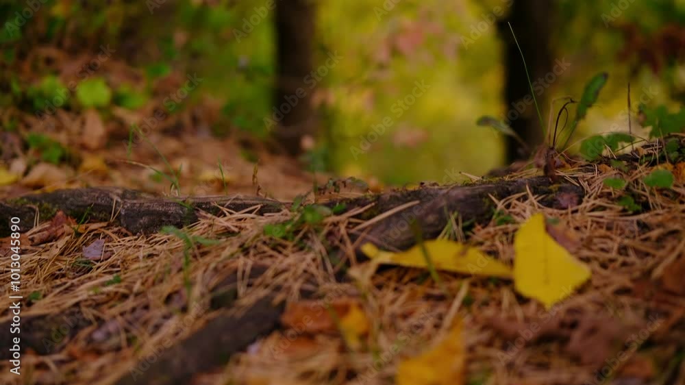 woods road covered with fall leaves, close up. travel woods road covered with fall leaves, close up. travel