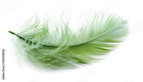 Fluffy beautiful green feather isolated on white