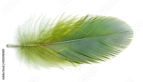 Fluffy beautiful green feather isolated on white