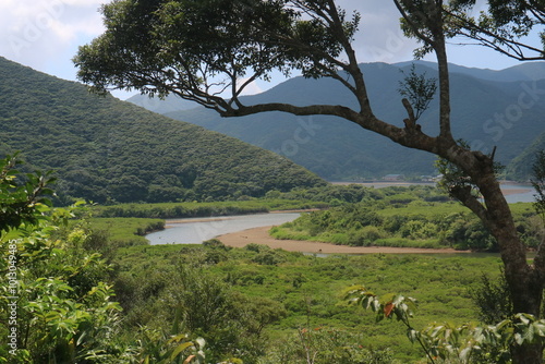 奄美のマングローブ