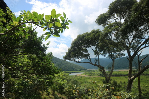 沖縄の森