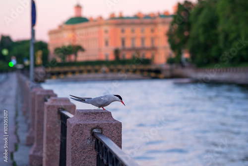 Common tern bird on a granite parapet above the water photo