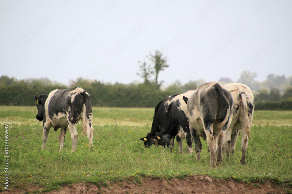 cows in a pasture cows in a pasture