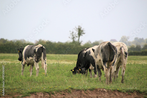 Wallpaper Mural cows in a pasture Torontodigital.ca