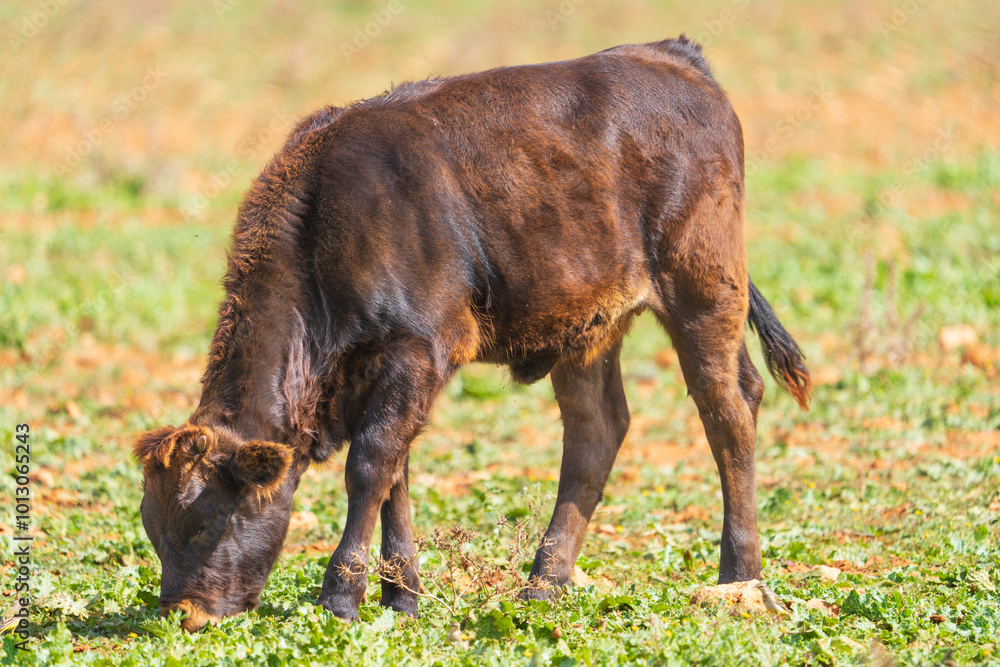 ganado bobino pastando en el campo en Campos mallorca ganado bobino pastando en el campo en Campos mallorca