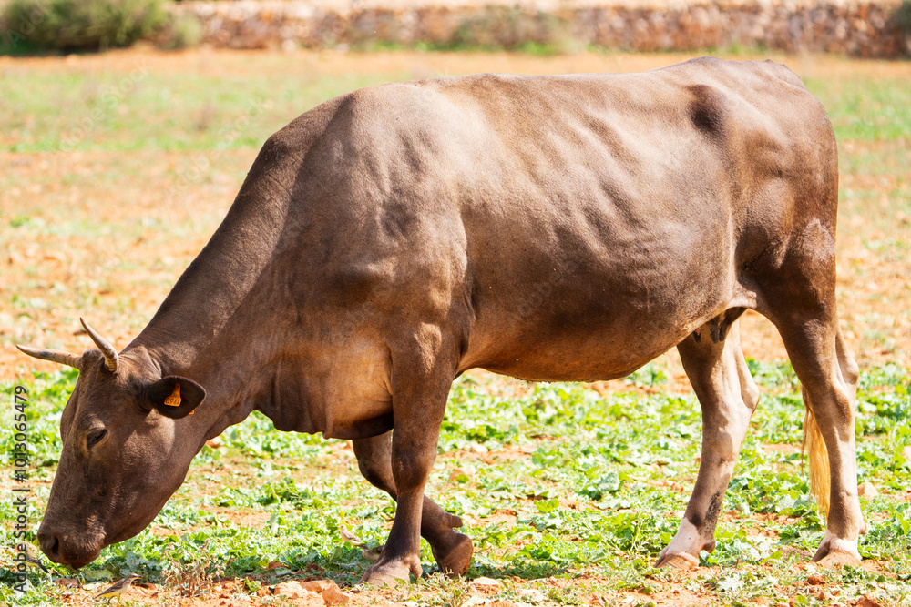 ganado bobino pastando en el campo en Campos mallorca ganado bobino pastando en el campo en Campos mallorca