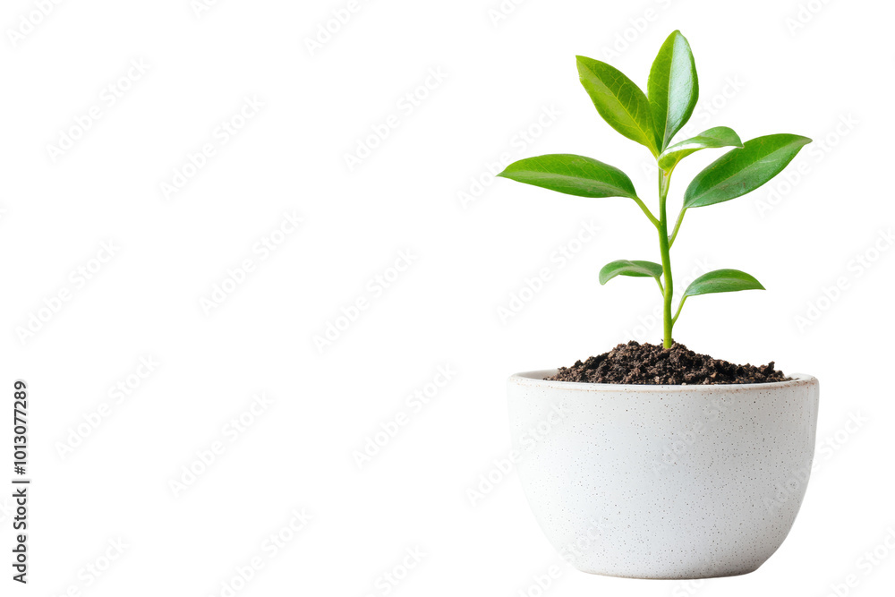 A vibrant green plant growing in a white pot with soil, showcasing fresh leaves against a white background. A vibrant green plant growing in a white pot with soil, showcasing fresh leaves against a white background.