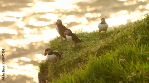 Puffins on Mykines island in sunset light, Faroe Islands