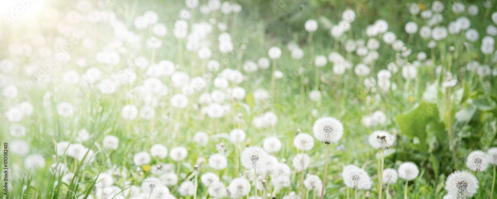 Green field with white dandelions Green field with white dandelions