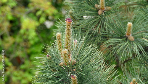 fir tree branch