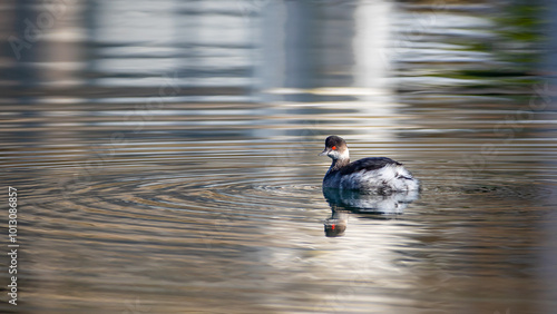 Black-necked grebe - Podiceps nigricollis photo