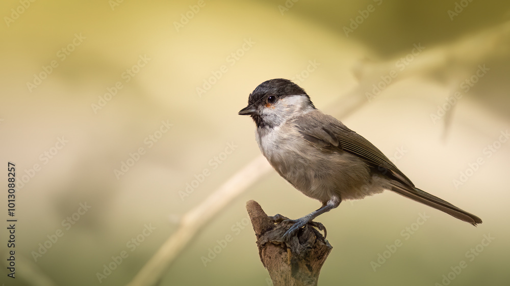 Marsh tit - Poecile palustris Marsh tit - Poecile palustris