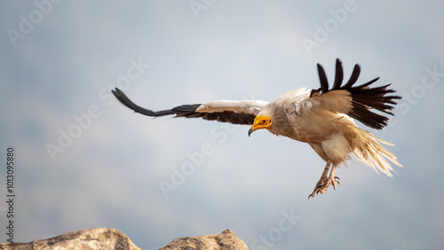 Egyptian vulture - Neophron percnopterus
