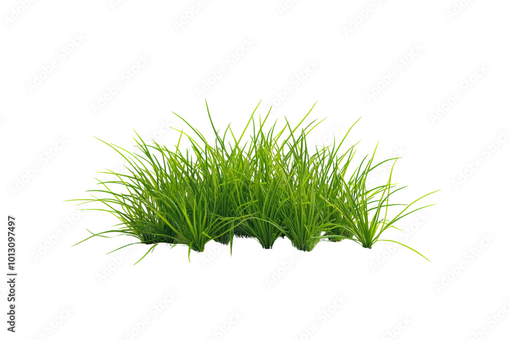 Fototapeta premium Lush green grass cluster on a white isolated background, perfect for landscaping and garden design concepts.