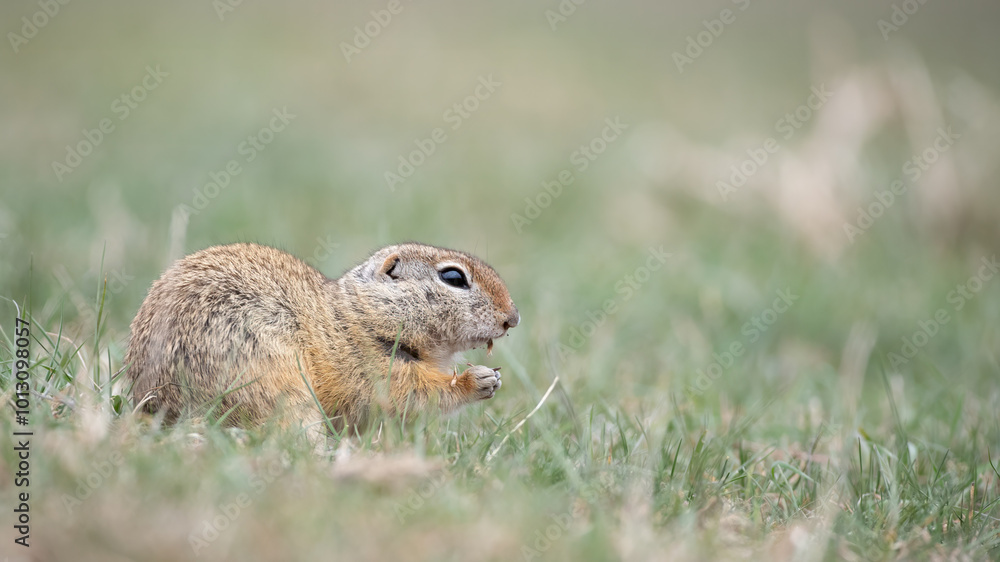 European ground squirrel - Spermophilus citellus European ground squirrel - Spermophilus citellus