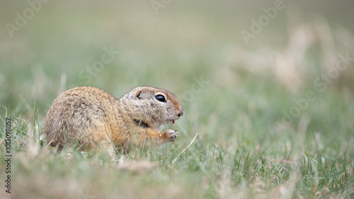 European ground squirrel - Spermophilus citellus