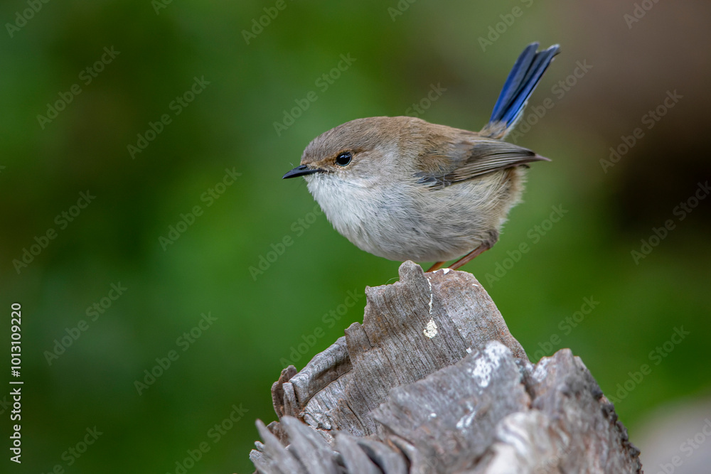 Fototapeta premium Superb Fairywren (Malurus cyaneus) male