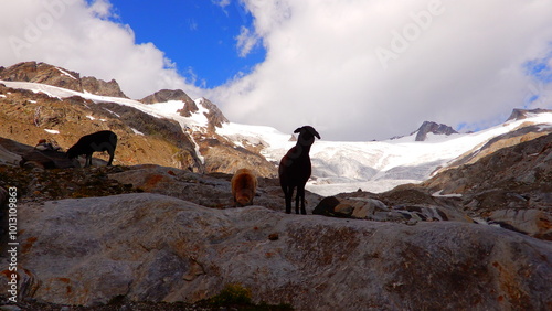 Schafe im Oberen Umbaltal... im Hintergrund das Umbalkees. links oben die Dreiherrnspitze 3499m und rechts die Gubachspitzen photo