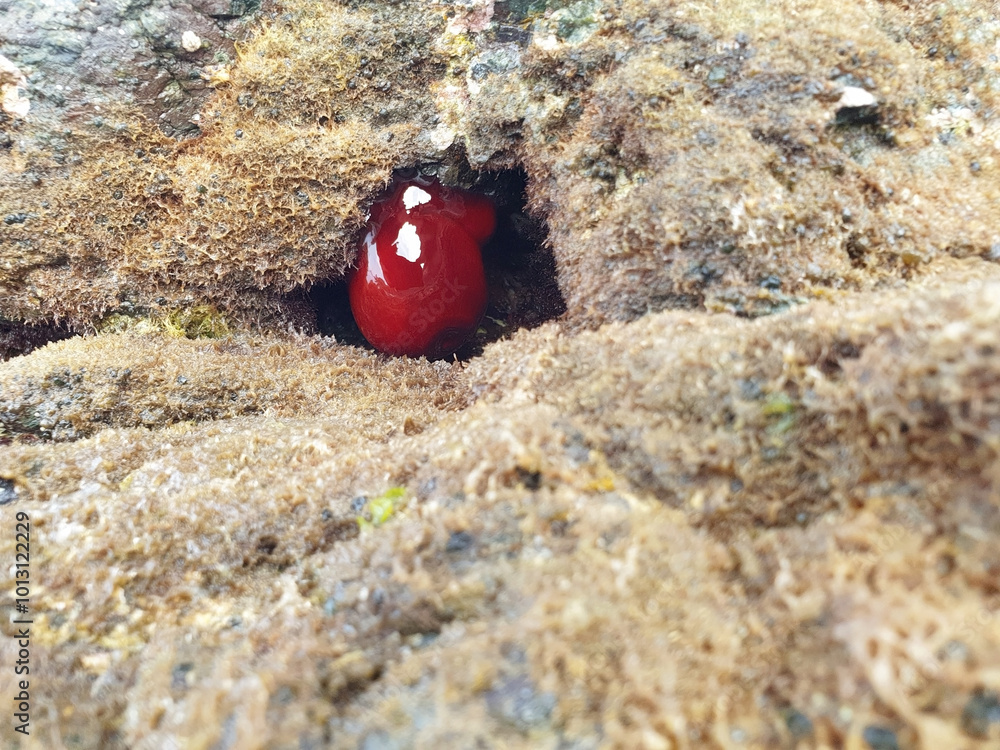 Red actinia equina (beadlet anemone) lives on a rock in the Mediterranean sea. Red actinia equina (beadlet anemone) lives on a rock in the Mediterranean sea.