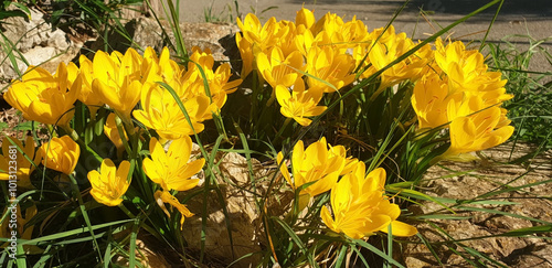 Panorama of yellow crocus or sternbergia flowers blooming in a clearing. photo