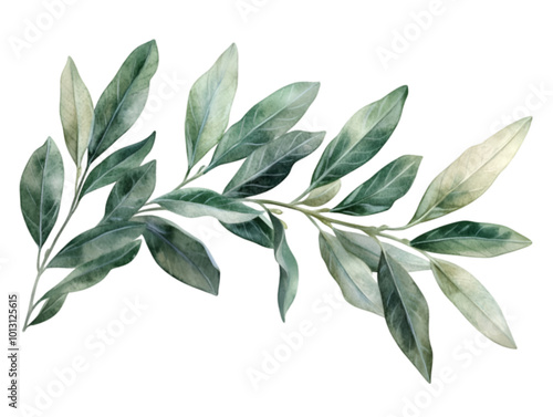 Decorative Olive Branch, Vector Illustration, Isolated on White Background

