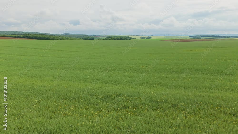 A large green field. Aerial drone view A large green field. Aerial drone view