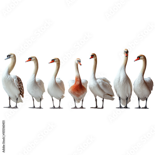A Line of Swans with One Different Color Isolated On a White Background