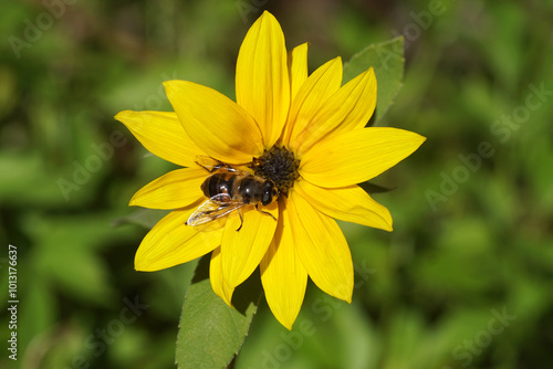 Female hoverfly, common drone fly (Eristalis tenax) on a very small yellow common sunflower (Helianthus annuus). Autumn, Ocober, Netherlands photo