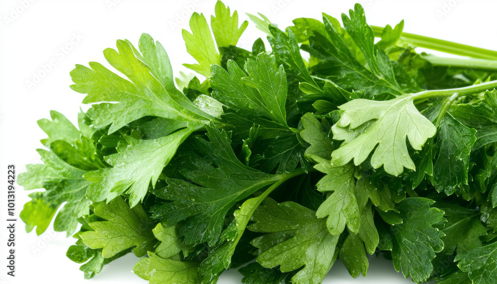 A close-up of fresh parsley leaves, showcasing their vibrant green color and texture, ideal for culinary use. A close-up of fresh parsley leaves, showcasing their vibrant green color and texture, ideal for culinary use.