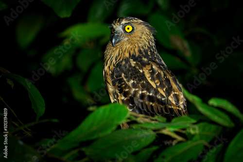 Buffy Fish Owl - Ketupa ketupu or Malay fish owl, bird in Strigidae, found in India and southern Burma, Cambodia, Laos and Vietnam, Thailand and Malay, owl hunting in the night above the river photo