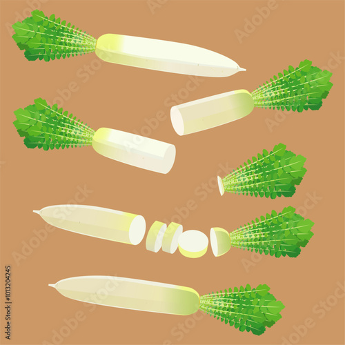 大根　Japanese white radish.ai