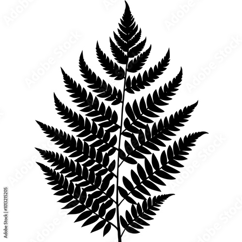 fern leaf isolated on white