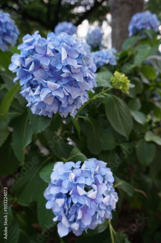 blue hydrangea flowers