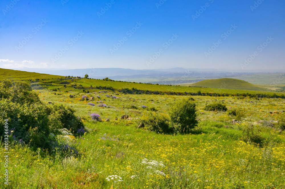 flower meadows on the slopes of Mount Arailer (Aragatsotn province, Armenia) flower meadows on the slopes of Mount Arailer (Aragatsotn province, Armenia)