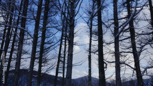 winter tree benches under blue sky