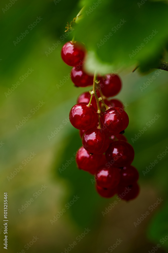 Branch of ripe red currant in a home garden Branch of ripe red currant in a home garden