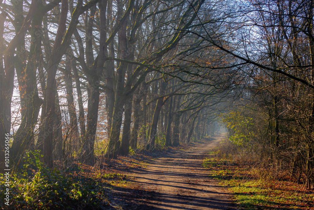 Obraz premium Winter landscape, The narrow trees along side walk with gravel or soil path in the forest, Misty wood with warm sunlight and foggy in the morning, Countryside of the Netherlands, Nature background.