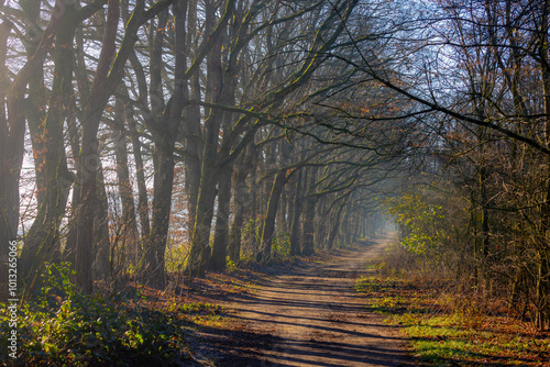 Winter landscape, The narrow trees along side walk with gravel or soil path in the forest, Misty wood with warm sunlight and foggy in the morning, Countryside of the Netherlands, Nature background. photo