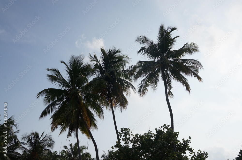 Obraz premium palm trees against sky