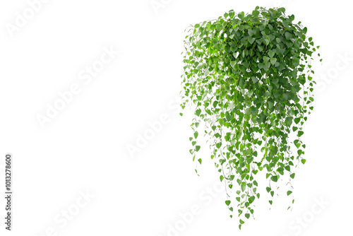 Vibrant Green Ivy Hanging Plant - Lush Foliage