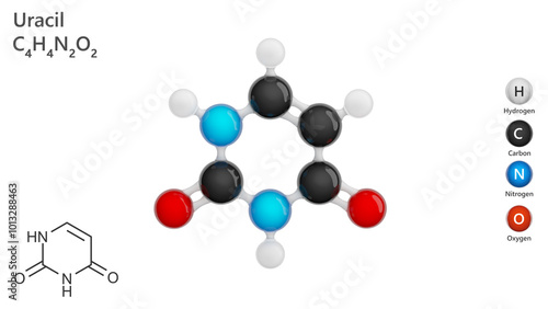 molecule of Uracil (C4H4N2O2). Uracil (symbol U or Ur) is one of the four nucleotide bases in the nucleic acid RNA. 3d illustration. White background. photo