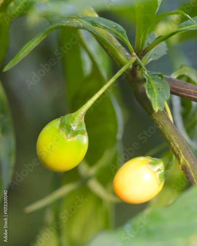 Beautiful close-up of solanum aviculare photo