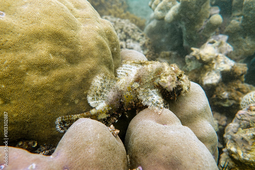 Indonesia Bangka - Marine life Coral reef with Scorpionfish - Scorpaenidae photo