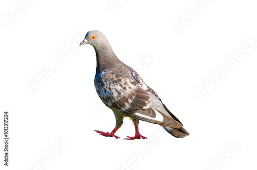 Wallpaper Mural Full body of standing pigeon bird isolated on transparent background. Torontodigital.ca