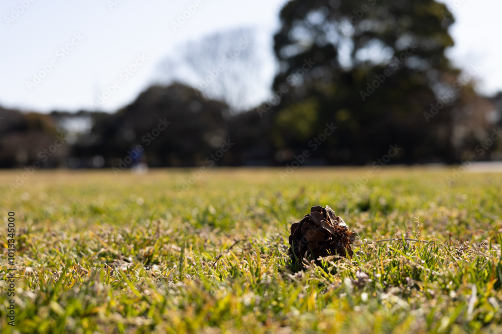 Obraz premium 春のどんぐり