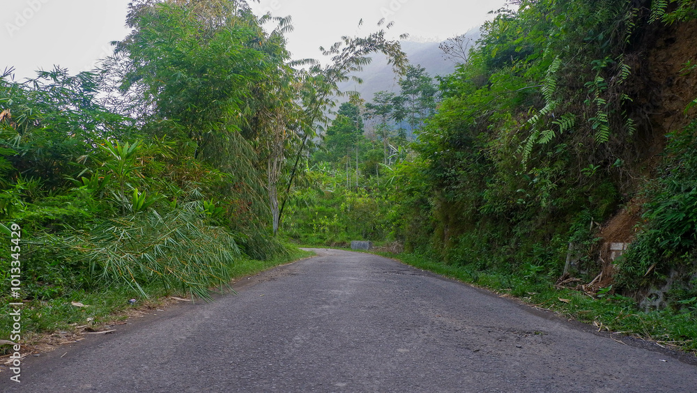Obraz premium a path in forest